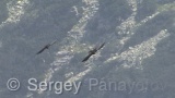 Video of Yellow-billed Chough - Yellow-billed Chough fly in the sky in Bulgarian mountains